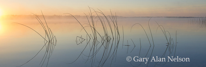 Rising sun over Lake Mary and bulrushes, Minnesota
