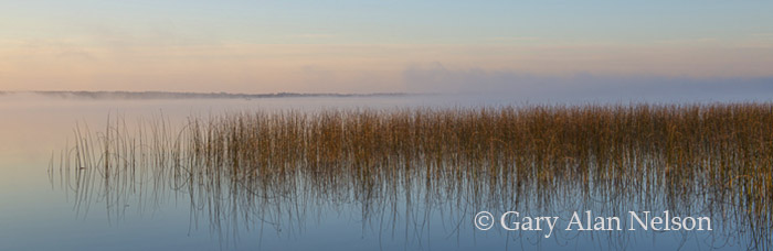 Bulrushes at dawn, Lake Mary, Douglas County, Minnesota
