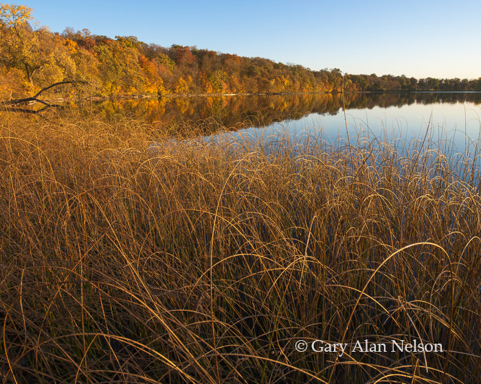 Bulrushes and autumn foilage along the shore of Round Lake, Douglas County, Minnesota