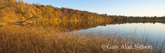 Bulrushes and autumn foilage along the shore of Round Lake, Douglas County, Minnesota