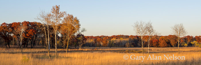 Oak and birch trees and prairie, Cedar Creek Natural Area, Minnesota