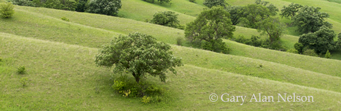 Rolling prairie and trees, Hole-In-The-Mountain Prairie, The Nature Conservancy, Western Minnesota
