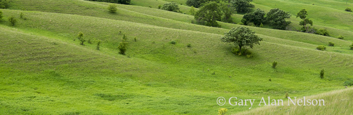 Rolling prairie and trees, Hole-In-The-Mountain Prairie, The Nature Conservancy, Western Minnesota