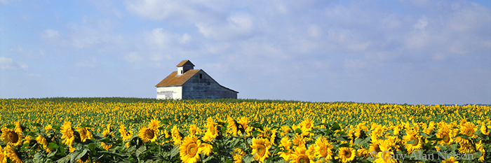 ND-93-14P-FM SUNFLOWERS AND BARN, RED RIVER VALLEY, NORTH DAKOTA