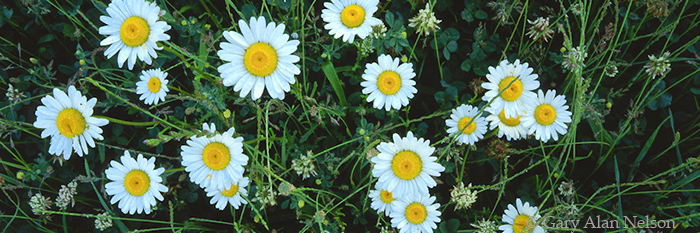 PA-93-4P-NP  DAISIES AT THE JOHNSTOWN FLOOD NATIONAL MEMORIAL, PENNSYLVANIA