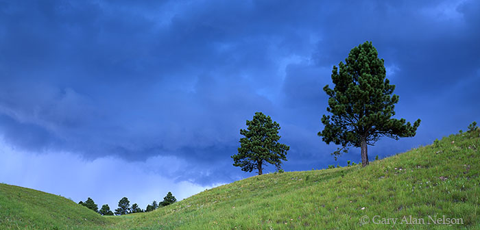 SD-01-19P-NP Storm clouds over rolling, ponderosa pine scattered prairie, Wind Cave National Park, South Dakota