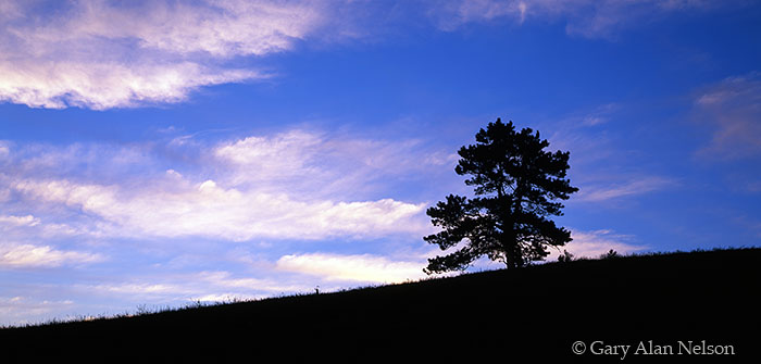 SD-01-21P-NP Dusk over slope and ponderosa pine, Wind Cave National Park, South Dakota
