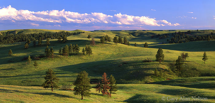 SD-05-6P-SP Rolling Hills and pine trees in Custer State Park, Black Hills, South Dakota