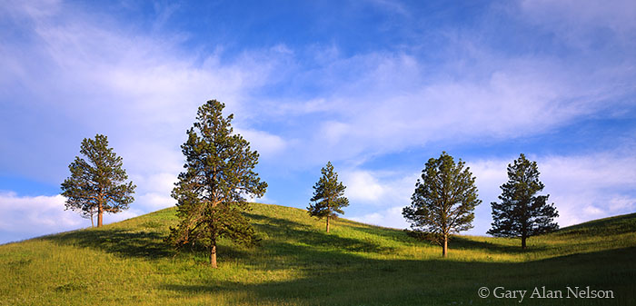 SD-05-8P-SP Ponderosa pine trees on swell, Custer State Park, Black Hills, South Dakota