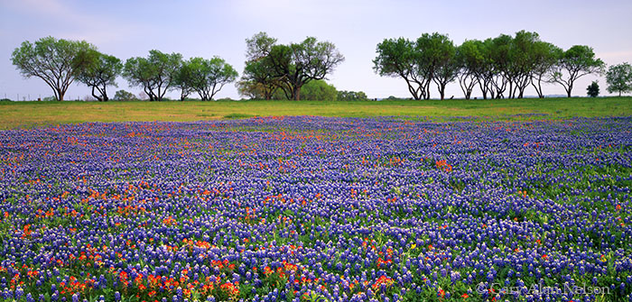 TX-99-6P-SP Texas bluebonnets and indian paintbrush blanketing a field, LBJ State Historical Park, Texas