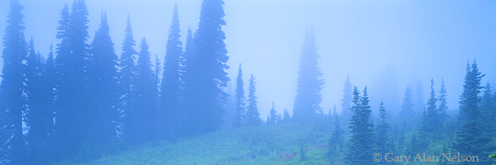 WA-01-4P-NP Wildflowers in fog, Mt. Rainier National Park, Washington
