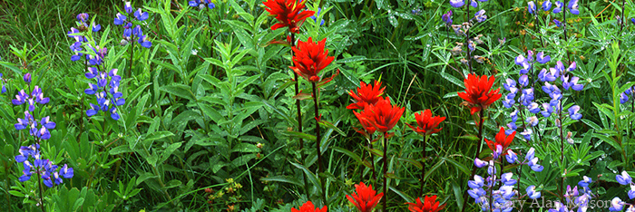 WA-01-5P-NP LUPINE AND PAINTBRUSH, MOUNT RAINIER NATIONAL PARK, WASHINGTON