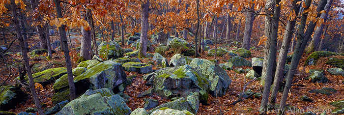 WI-95-3P-SP Moss and lichen covered basalt boulders at Interstate State Park, St. Croix National Scenic River, Wisconsin