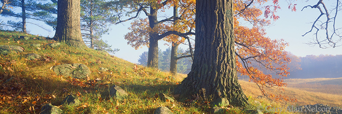WI-96-7P-RU Oak trees in fog on knoll, rural Barron County, Wisconsin