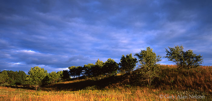 WI-99-2P-NWR Native prairie grasses on savannah, Trempealeau National Wildlife Refuge, Mississippi River, Wisconsin