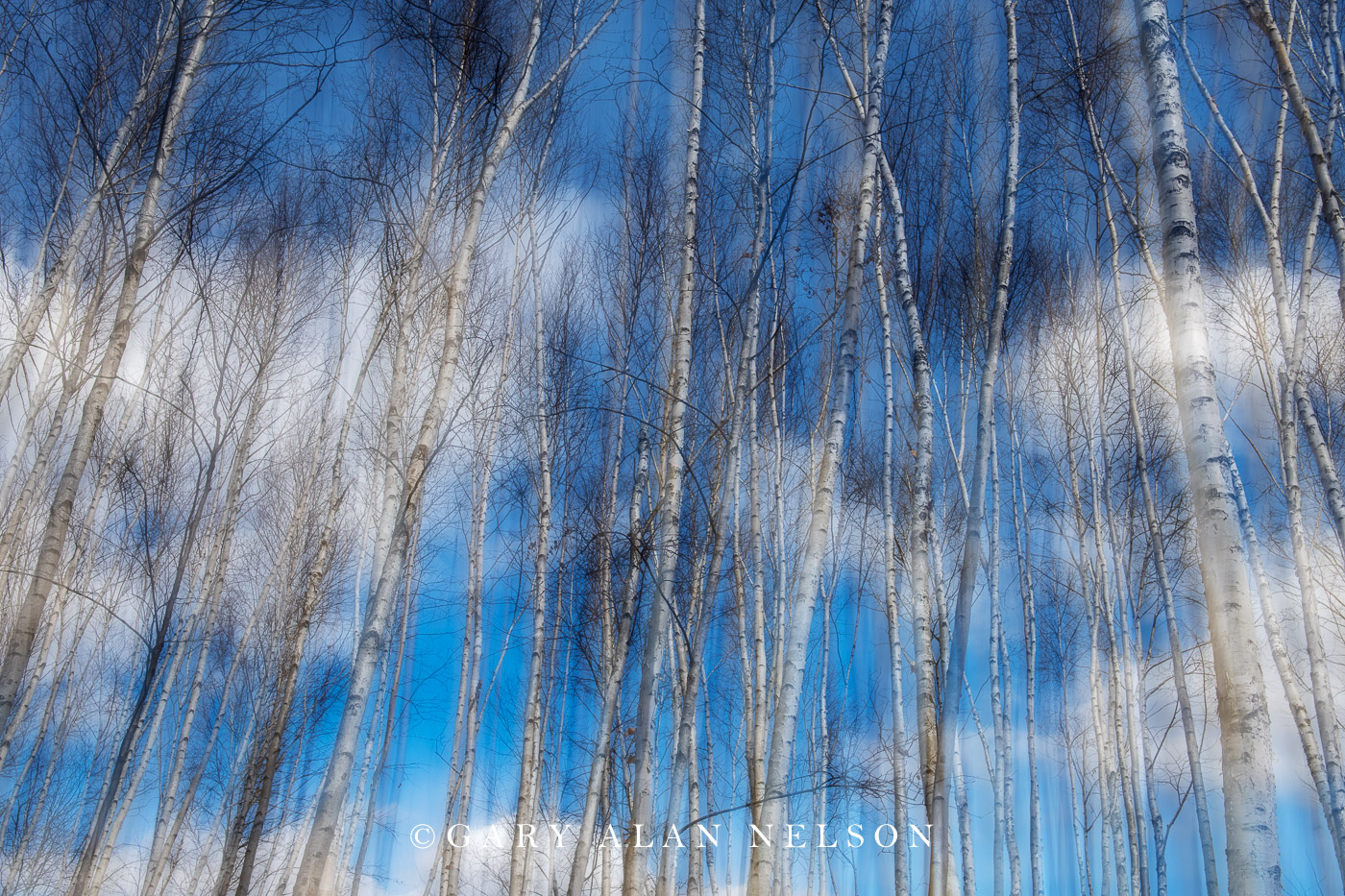 Birch and Blue Sky