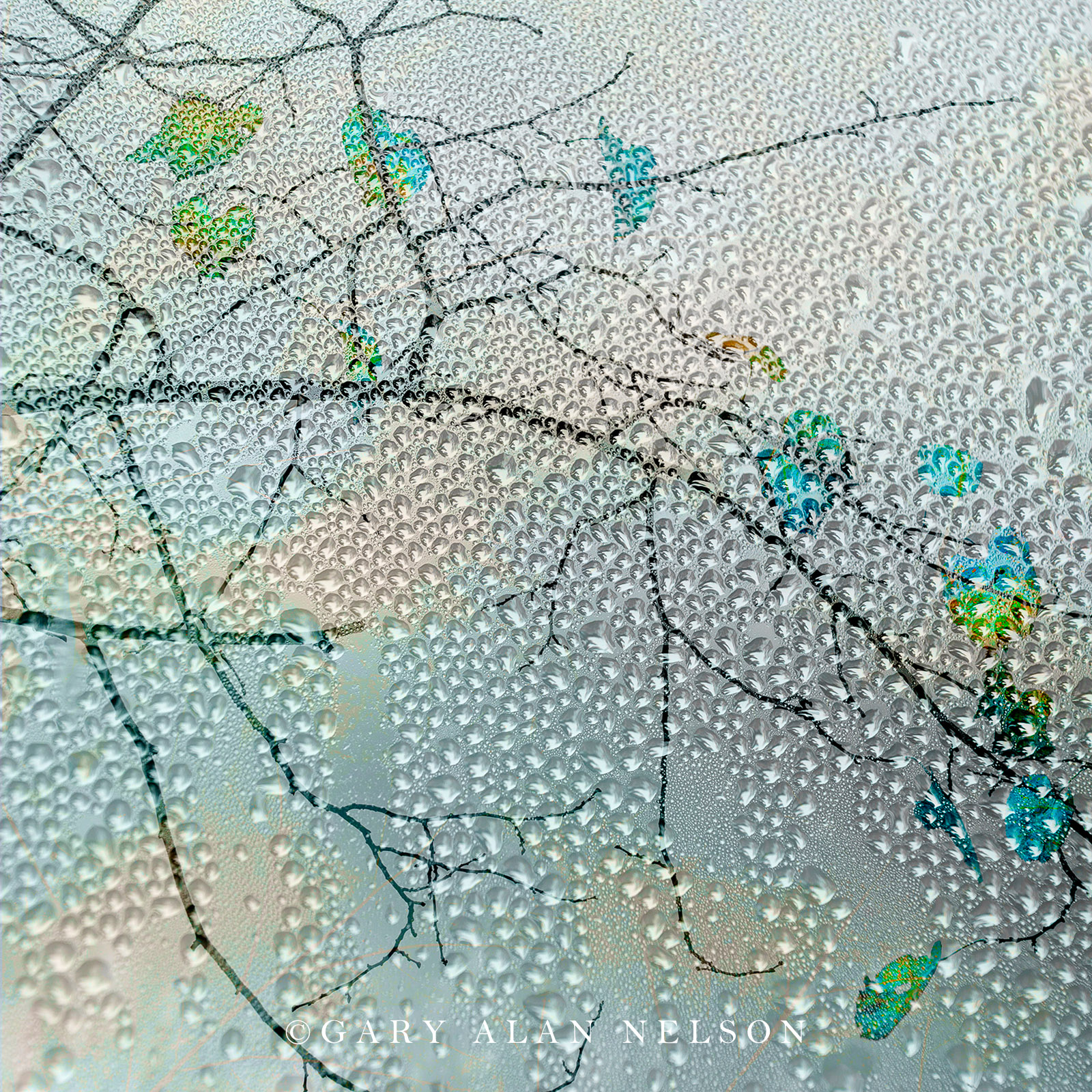 Teal leaves and dew