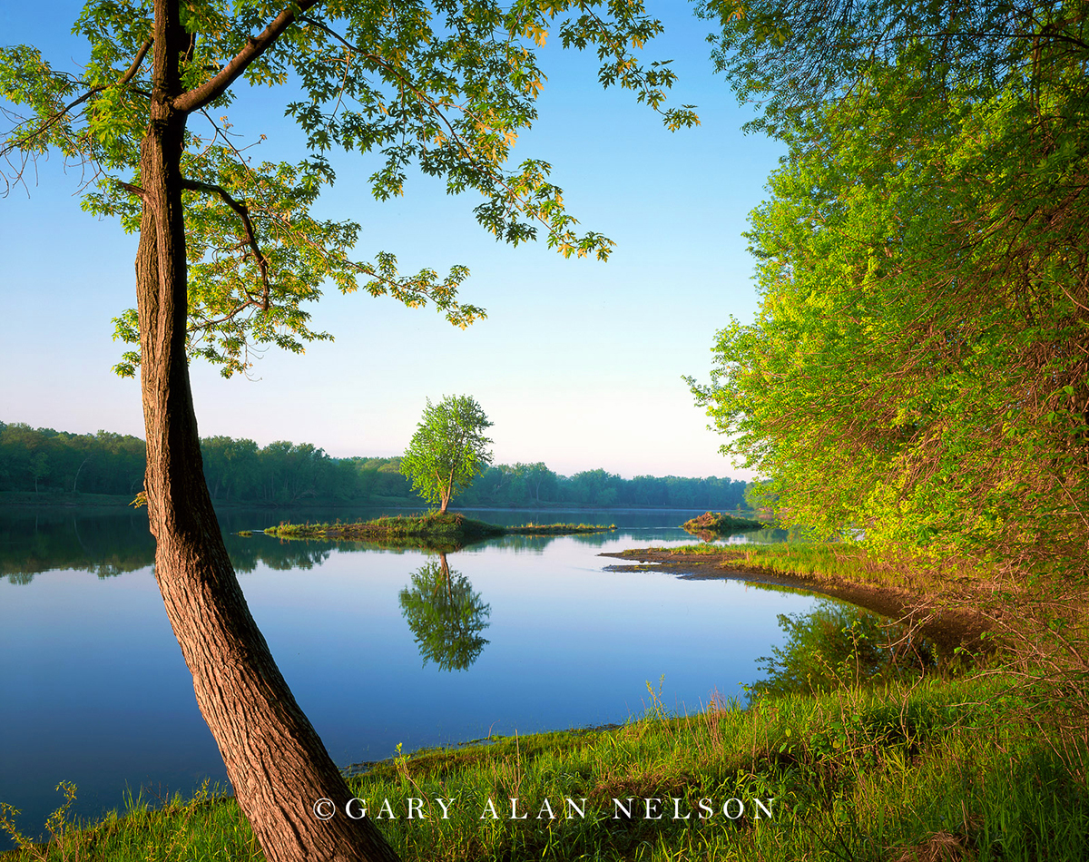 Silver maple tree framing island and silver maple on the St. Croix National Scenic River, Minnesota, Wisconsin