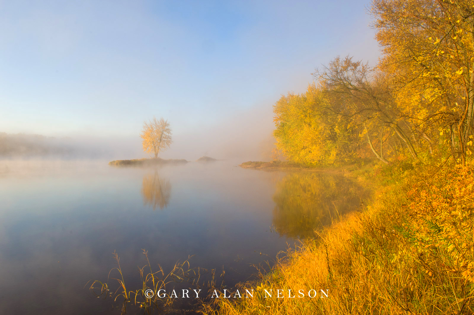 Lone tree in fog along the St. Croix National Scenic River, Interstate State Park, Minnesota/Wisconsin