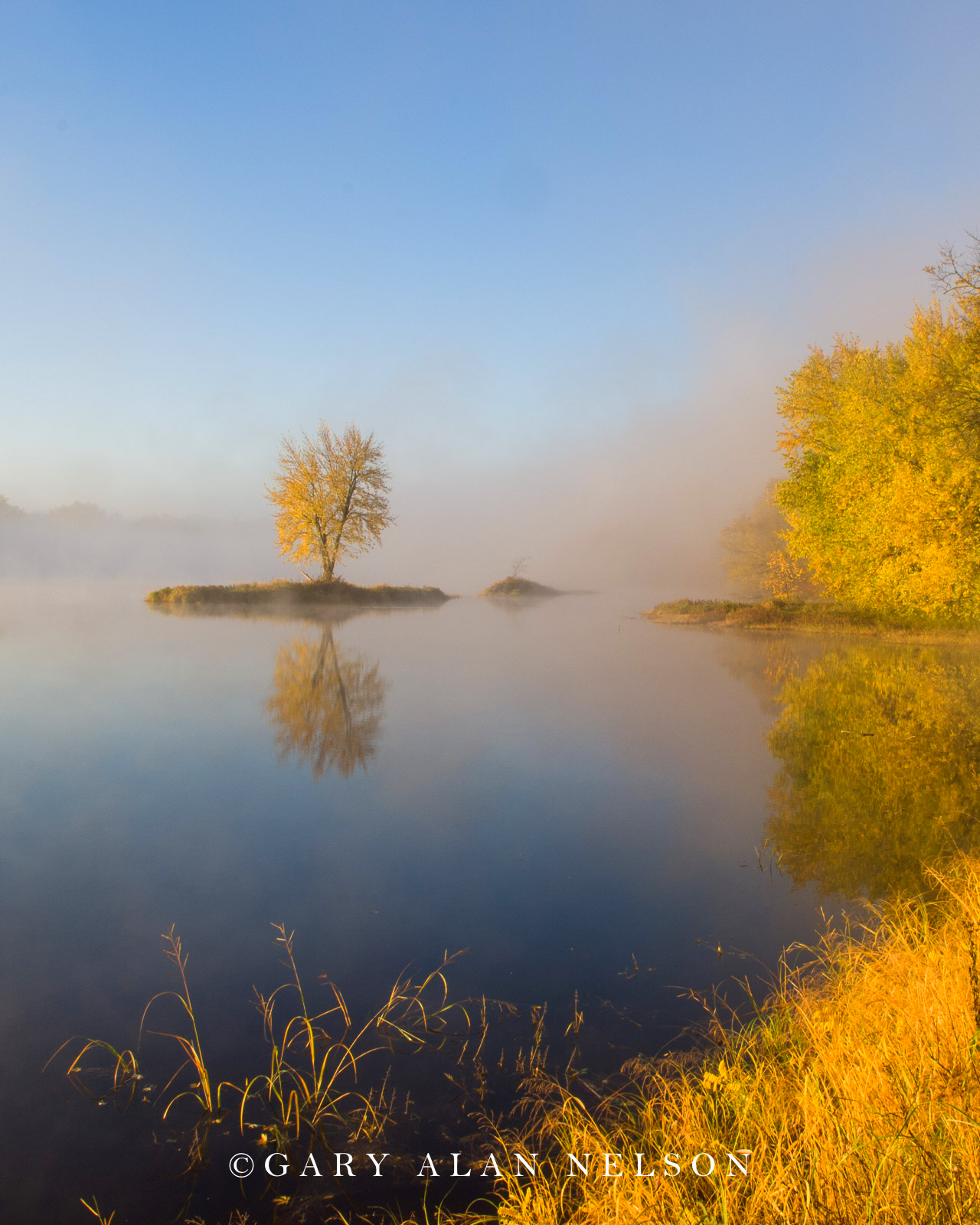 Lone tree in fog along the St. Croix National Scenic River, Interstate State Park, Minnesota/Wisconsin