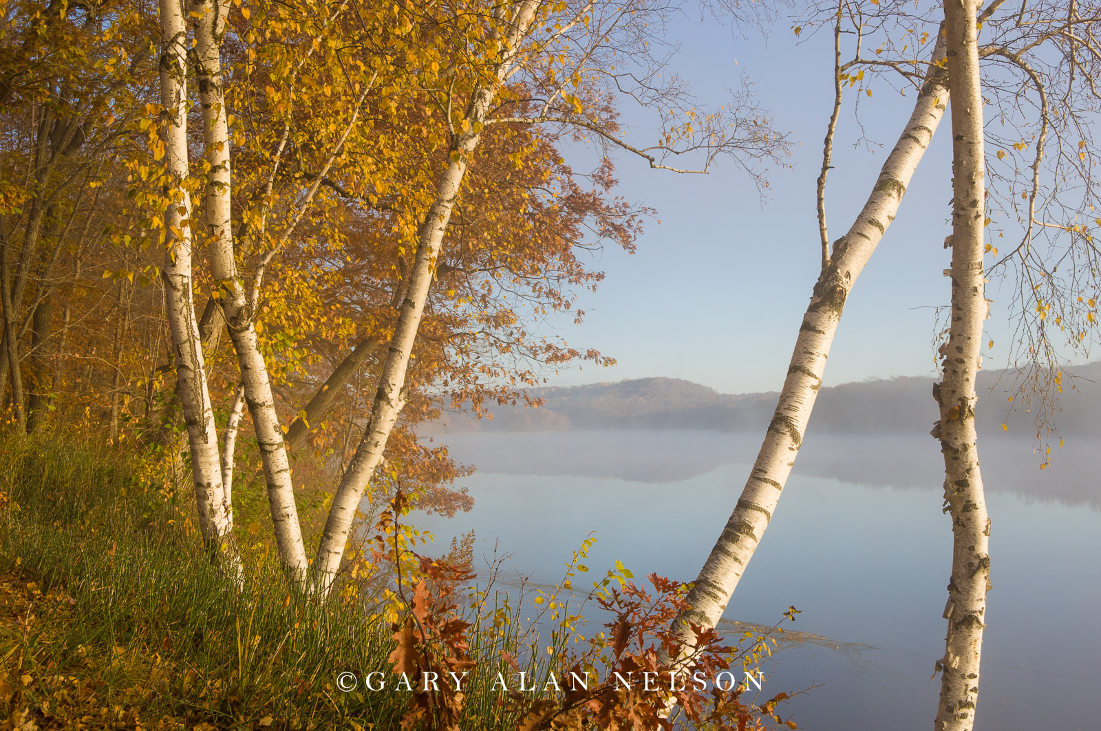 Birch trees in fog along the shore of the St. Croix National Scenic River, Minnesota/wisconsin