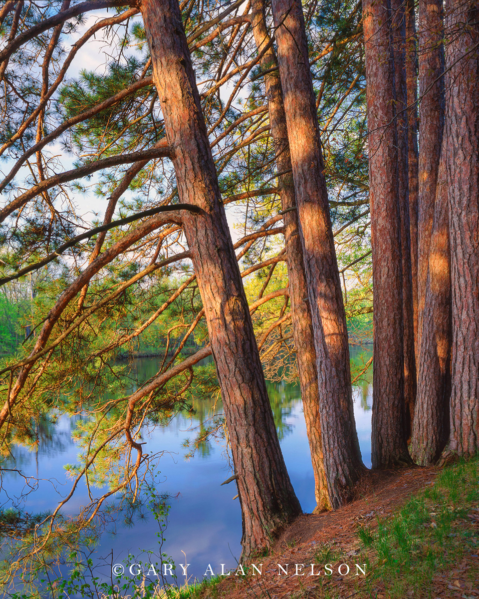 Red pine trees along the St. Croix National Scenic River, St. Croix State Park, Minnesota