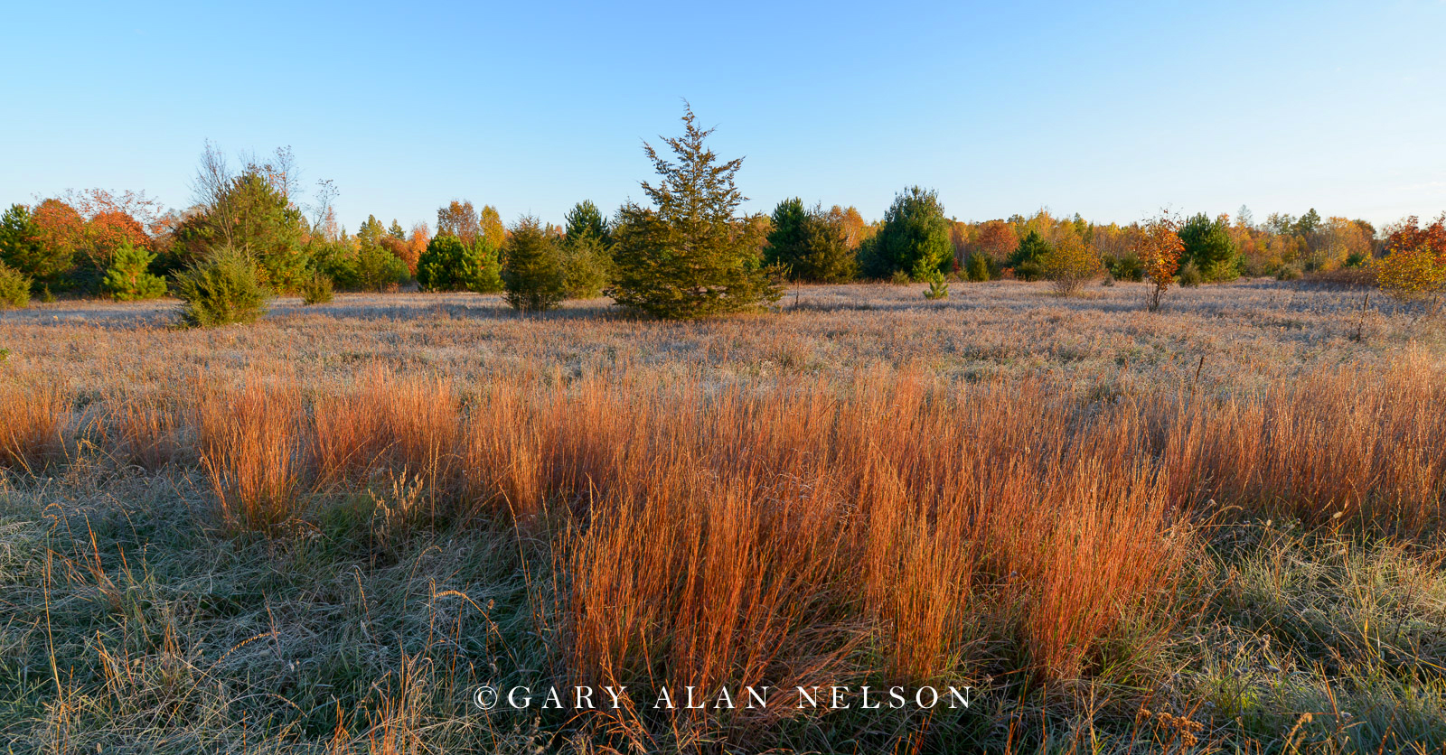 Prairie grasses in autumn, Carlos Avery State Wildlife Management Area, Minnesota
