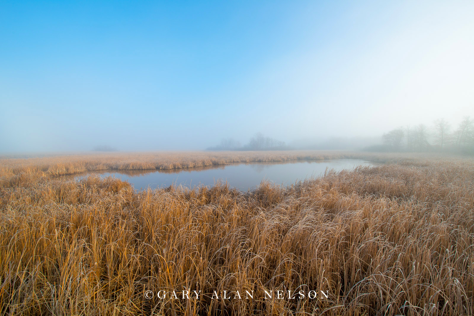 Fog over cattail marsh, Carlos Avery State Wildlife Management Area, Minnesotsa