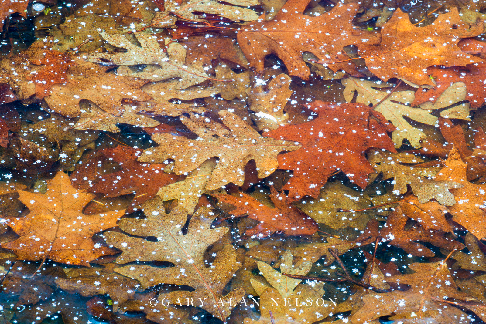 Oak leaves submerged under a layer of ice, Allemansratt Park, Lindstrom, Minnesota