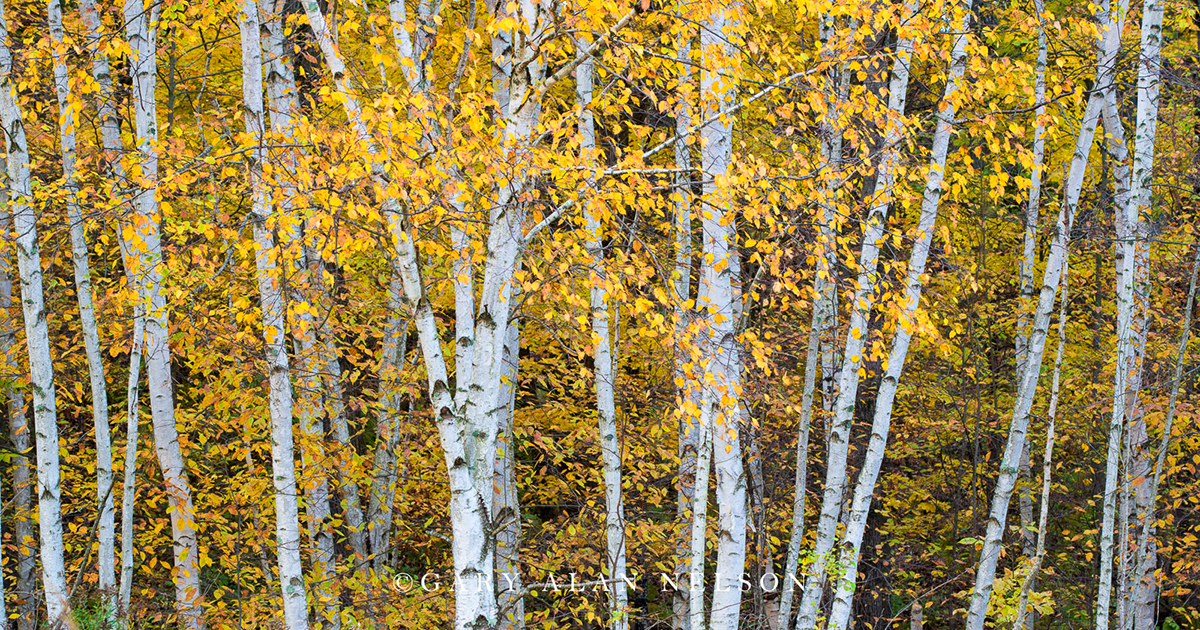 Woods in autumn near the St. Croix River, Wild River State Park, Minnesota