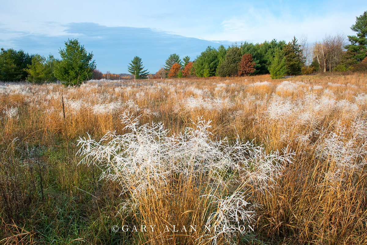 Hoar frost covering prairie grasses, Carlos Avery Wildlife Management Area, Minnesota