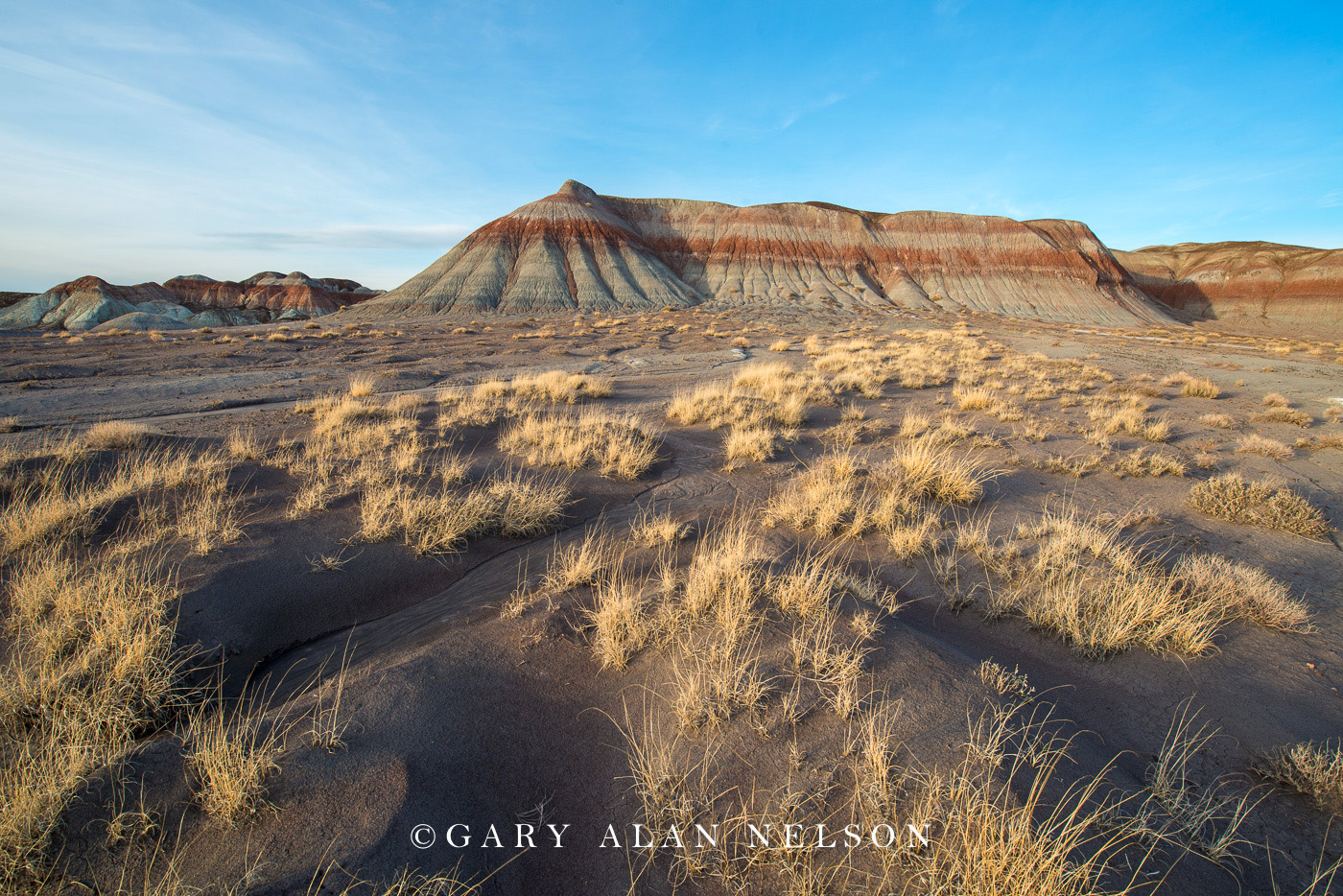 Badland formations and prairie grasses at Petrified Forest National Park, Arizona