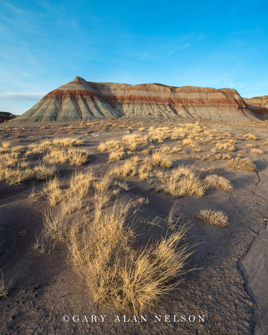 Badland formations and prairie grasses at Petrified Forest National Park, Arizona