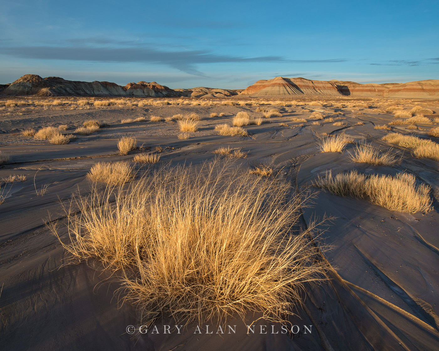 Badland formations and prairie grasses at Petrified Forest National Park, Arizona