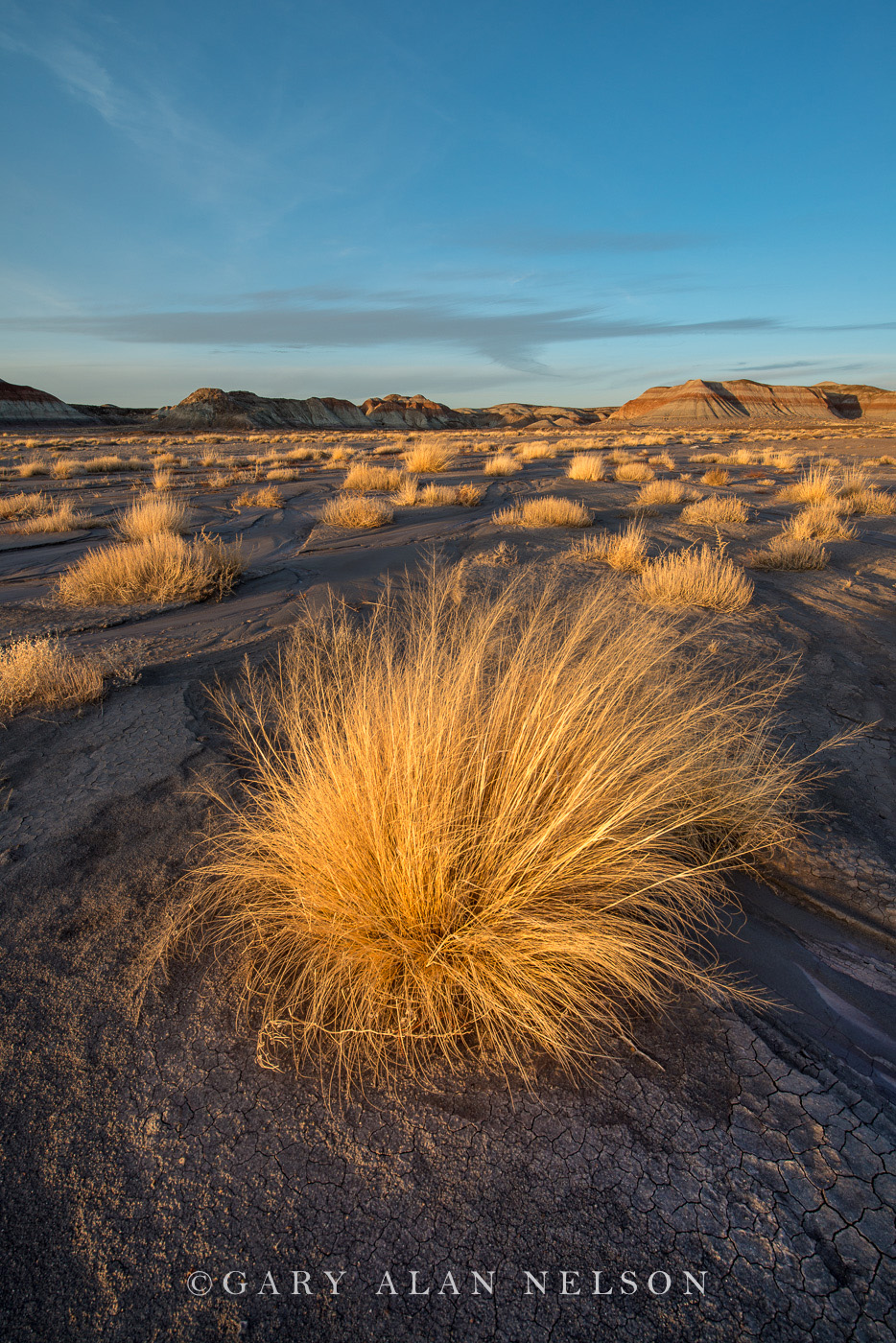 Badland formations and prairie grasses at Petrified Forest National Park, Arizona