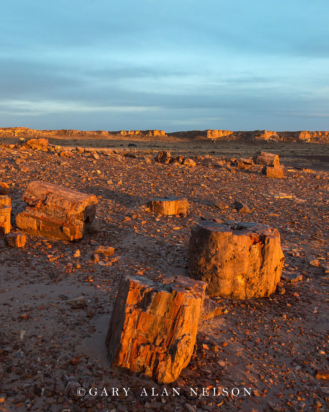 Petrified wood logs, Petrified Forest National Park, Arizona