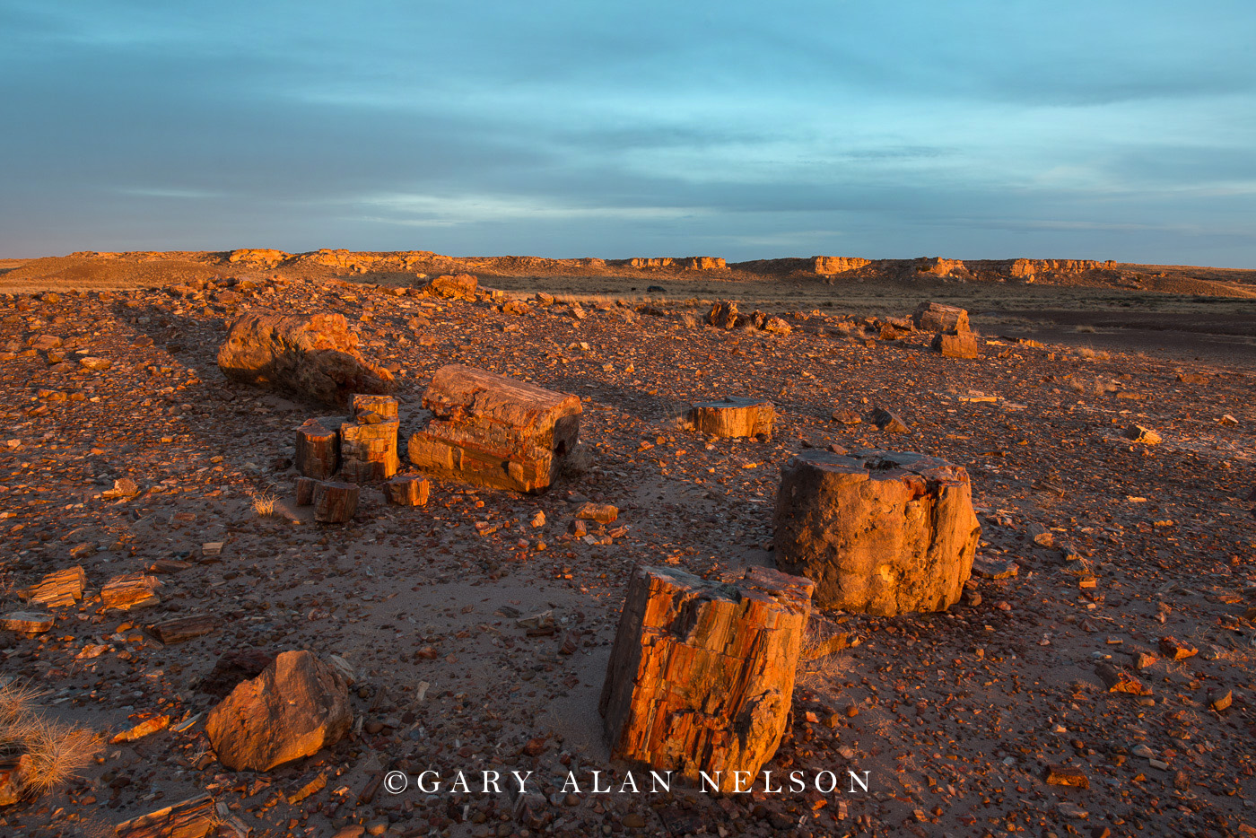 Petrified wood logs, Petrified Forest National Park, Arizona