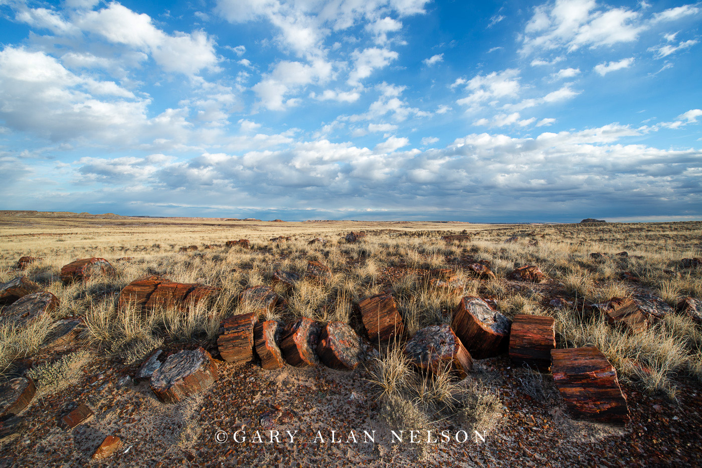 Prairie grasses, sky and petrified wood, Petrified Forest National Park, Arizona