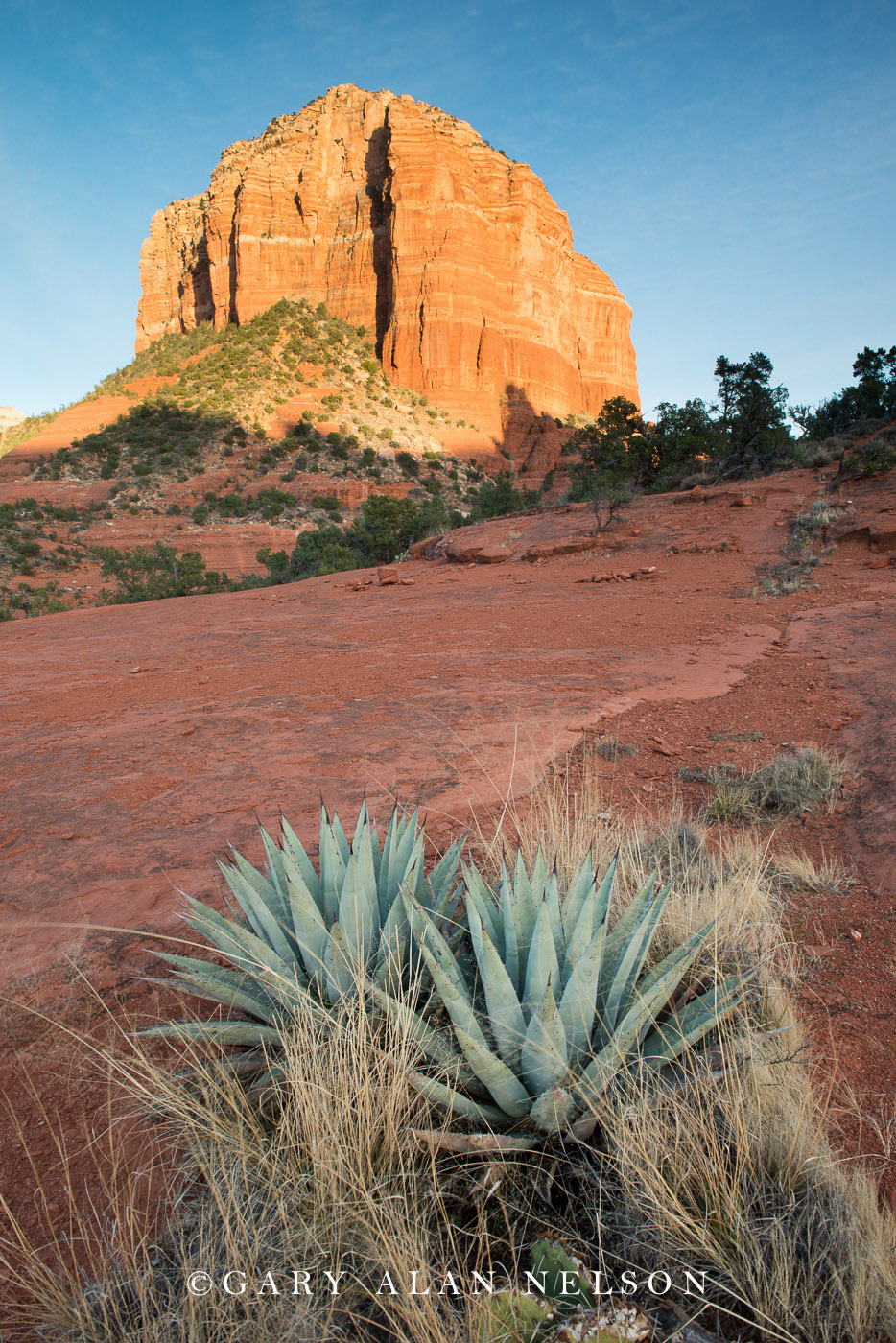 Agave plants and courthouse rock, red rock country of Sedona, Arizona