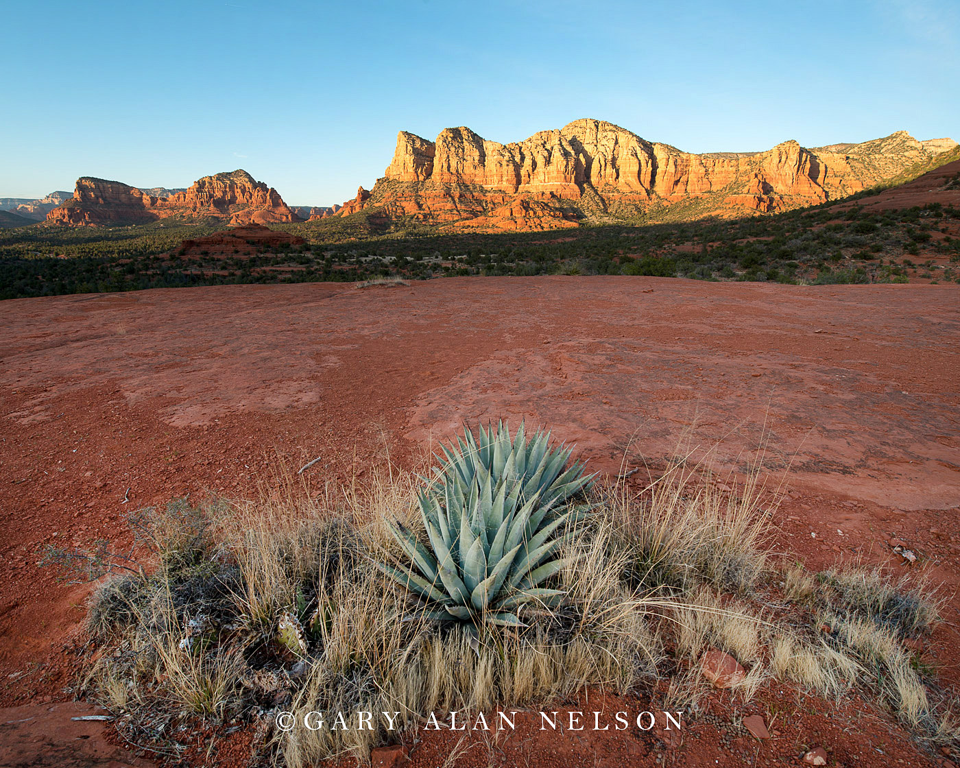 Agave plants and courthouse rock, red rock country of Sedona, Arizona