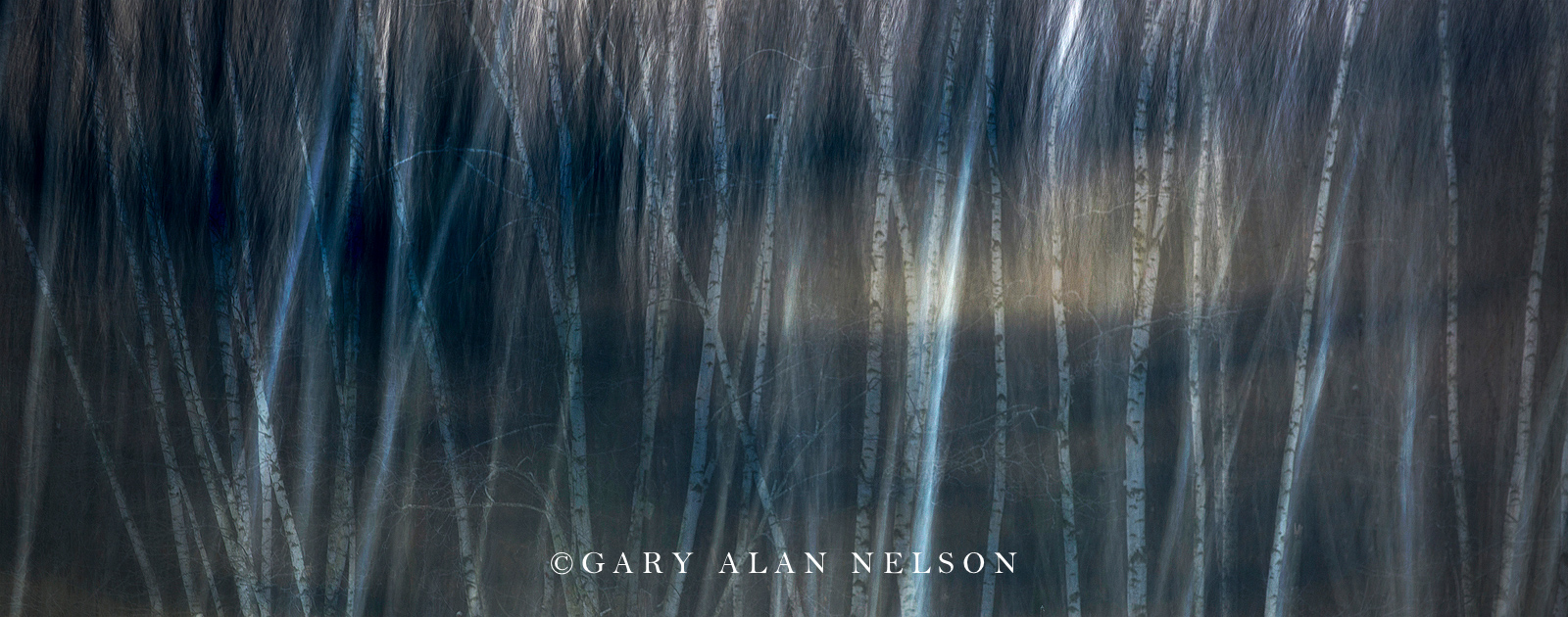 abstract, multiple exposure, tree