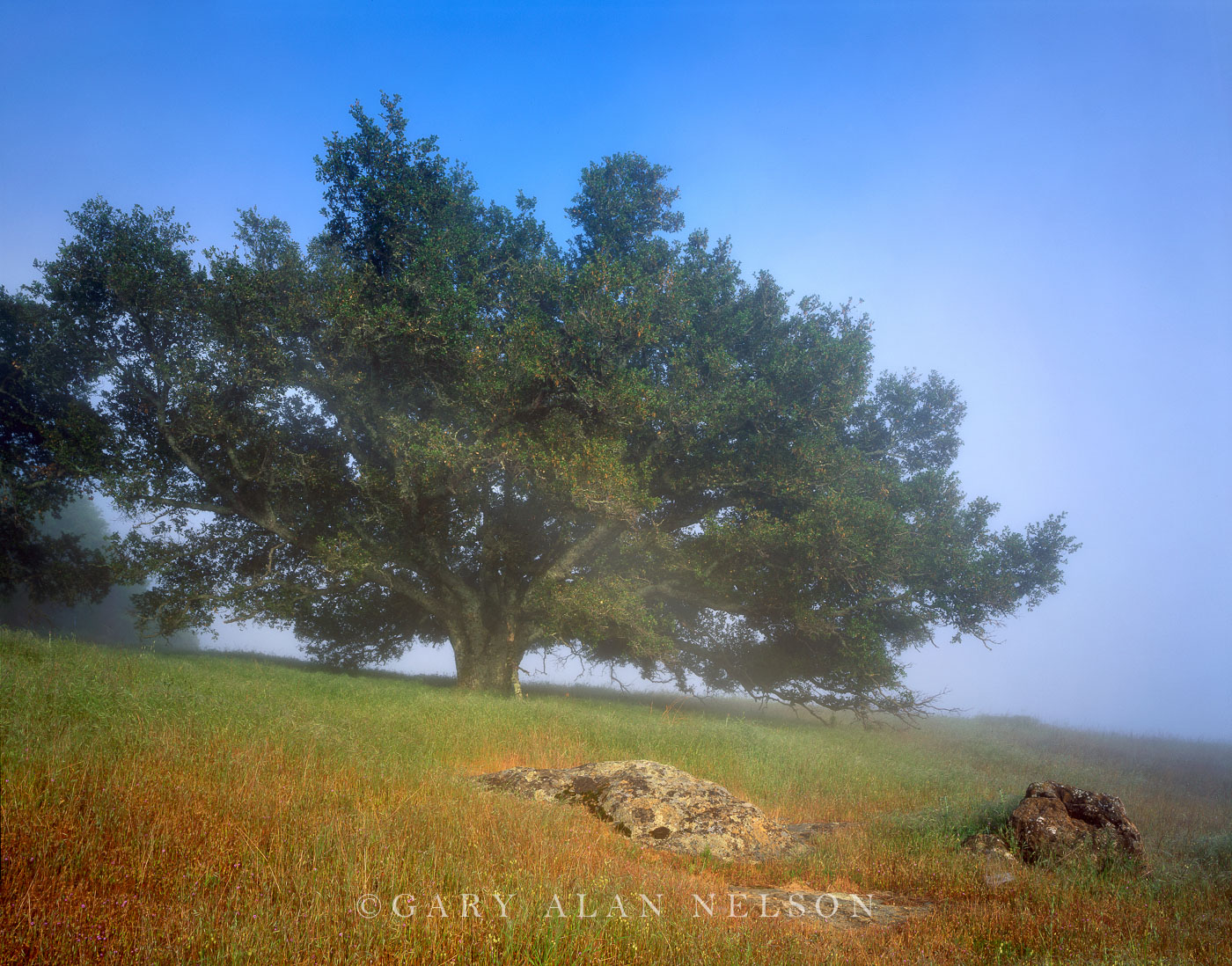 CA-03-13-SP Fog shrouded oak tree and boulders, Mount Diablo State Park, California