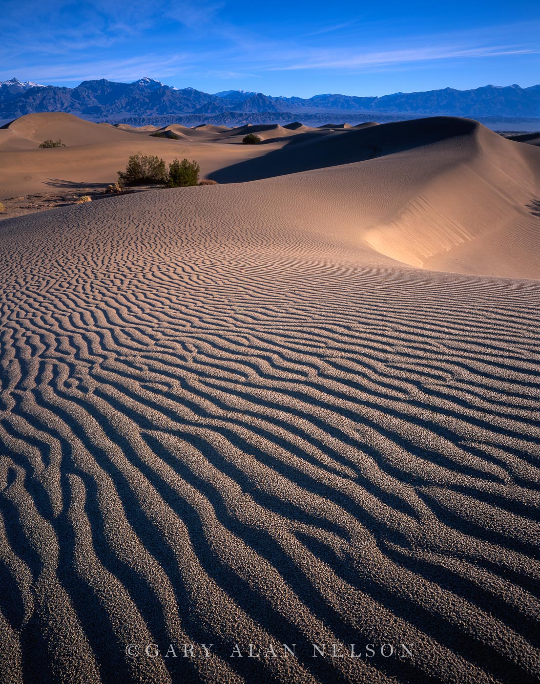 CA-98-12V-NP Sand dunes and the snow capped Grapevine Mountains, Death Valley National Park, California