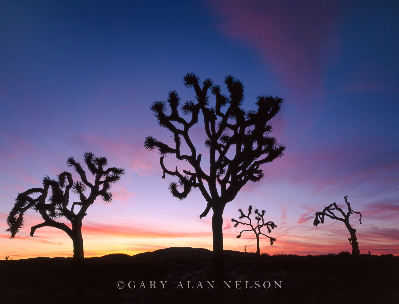 CA-98-4-NP Pink and blue skies with Joshua trees (Yucca Brevifolia). Joshua Tree National Park, California