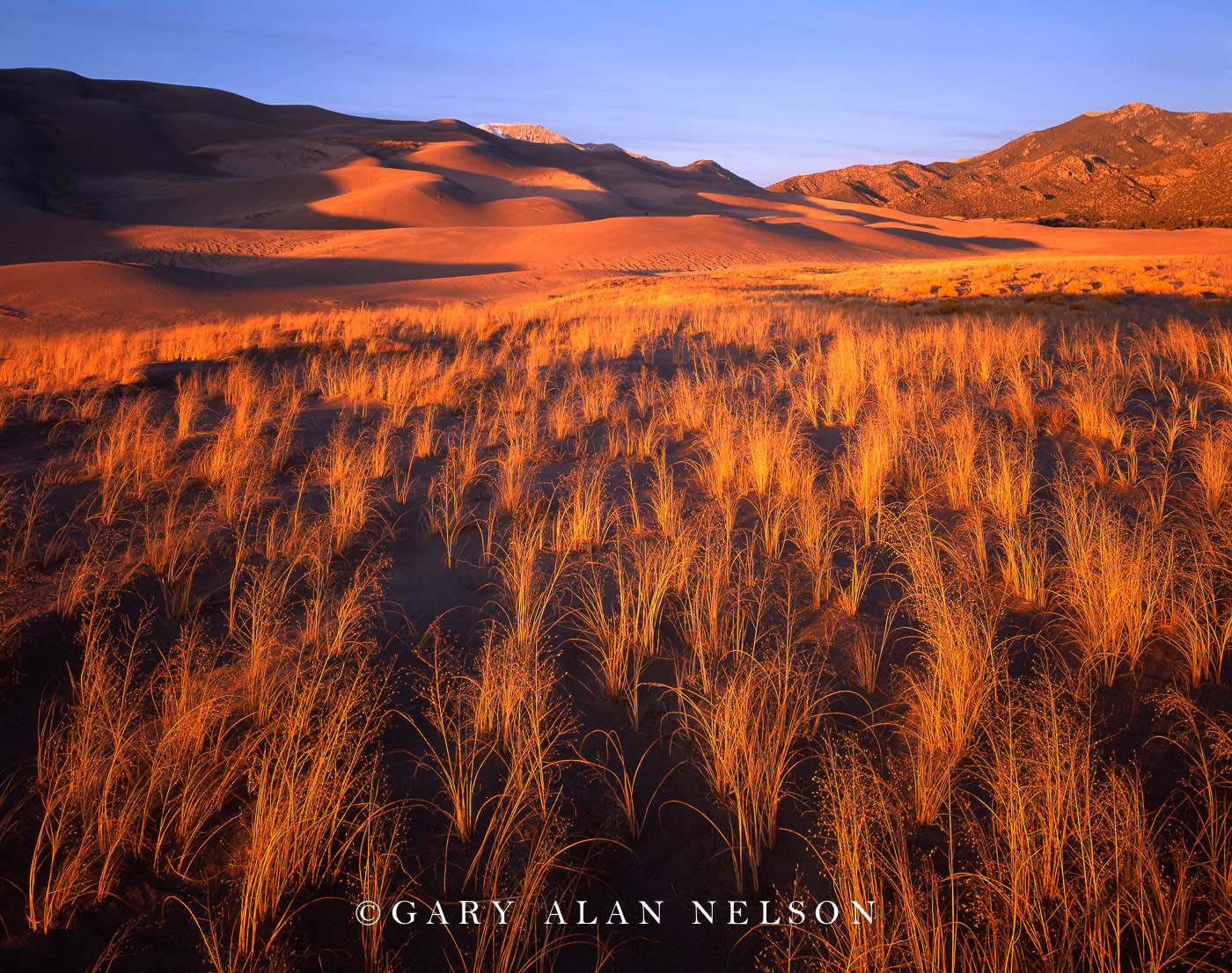 CO-04-2-NM Indian rice grass illuminated by the evening sun, Great Sand Dunes National Park, Colorado