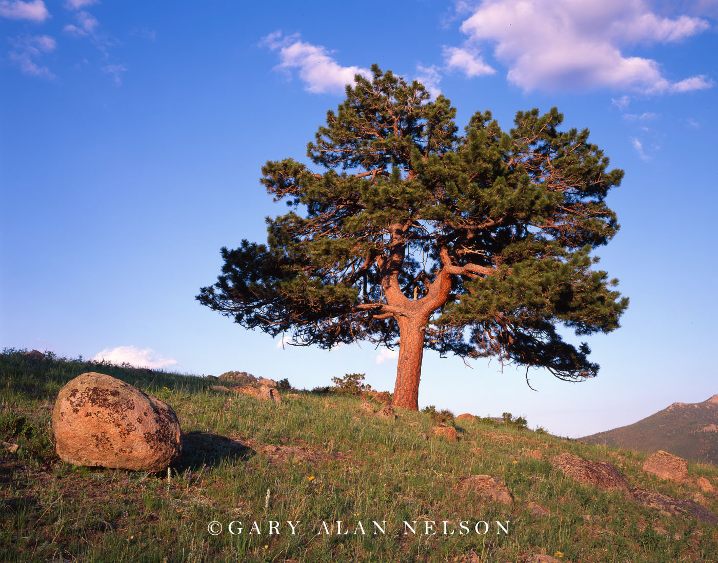 Tree and boulder Rocky Mountain Ntl. Park, Colorado Gary Alan