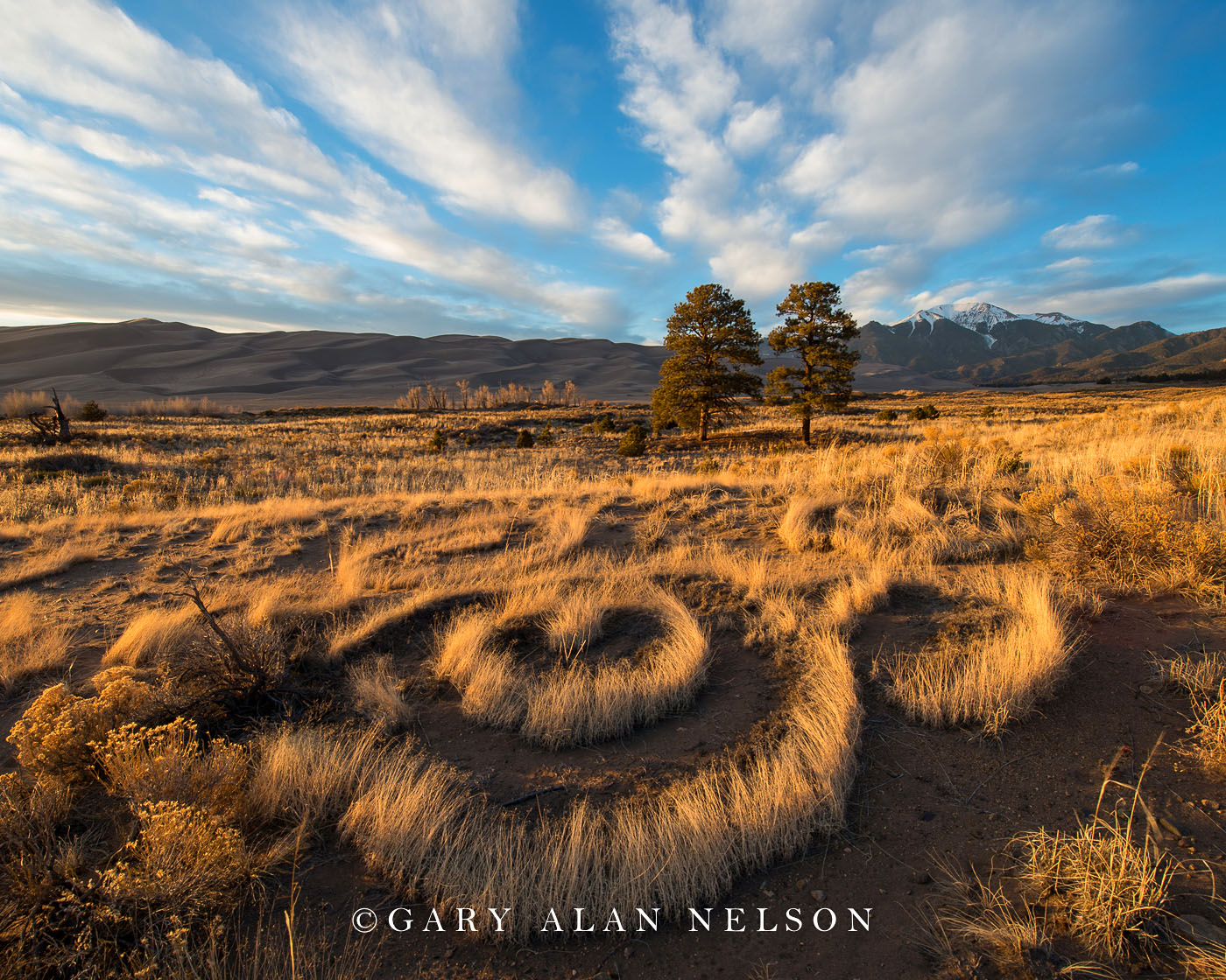 Prairie grass rings, Great Sand Dunes National Park, Colorado