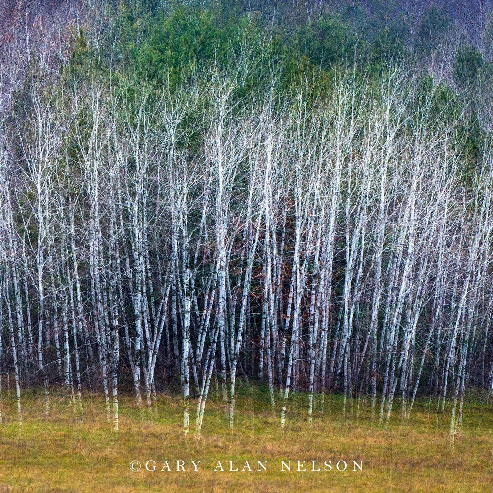 abstract, multiple exposure, tree