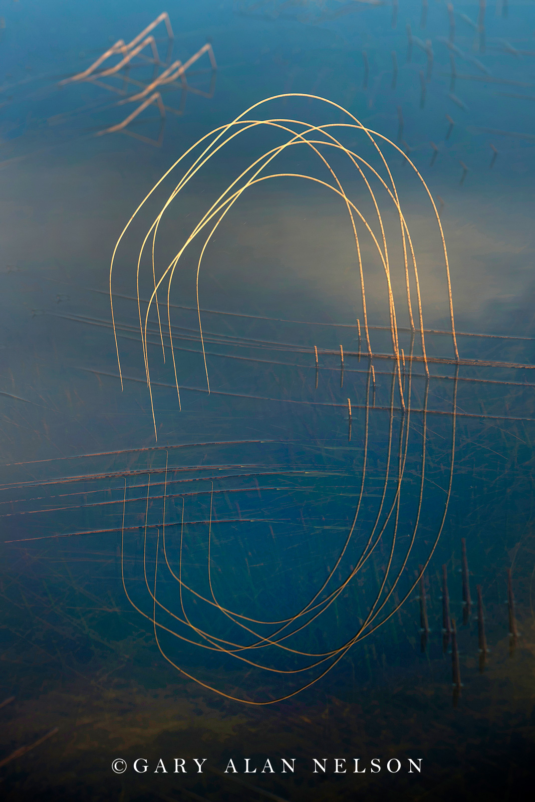grass, bulrushes, abstract