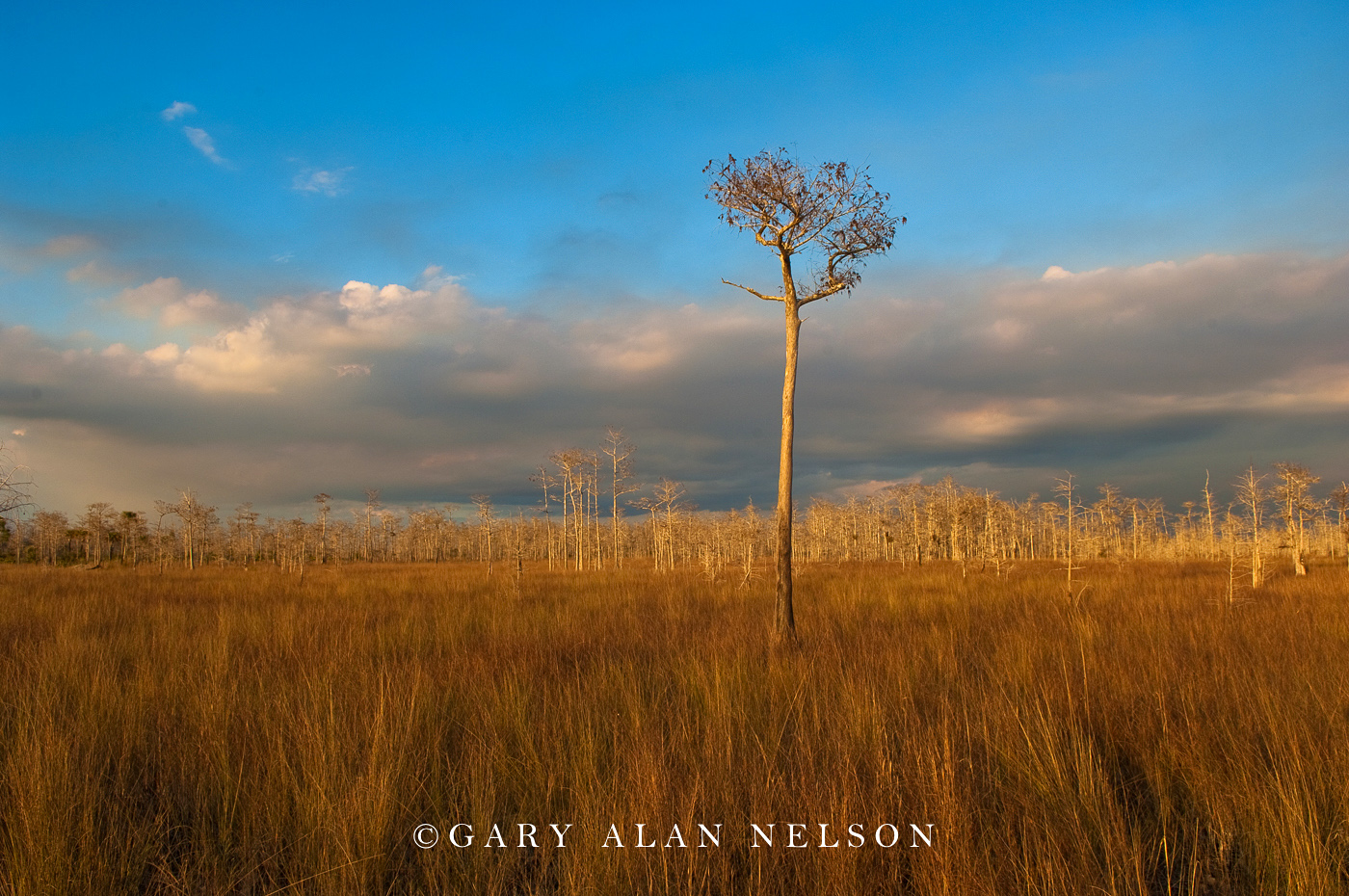 FL-10-10-NP Cypress trees and sawgrass, Big Cypress National Preserve, Florida.